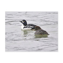 Barrow's Goldeneye Pair Post Card