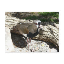 barrows goldeneye post card