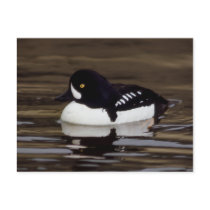 Barrows Goldeneye Wildlife Series # 16 Postcard