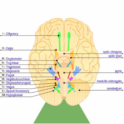 base of brain picture english acrylic cut outs by eterietten