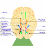 base of brain picture english photo sculptures