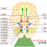 base of brain picture japanese(furigana) photo sculptures