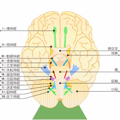 base of brain picture japanese photo cutout by eterietten