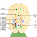 base of brain picture japanese photo sculptures
