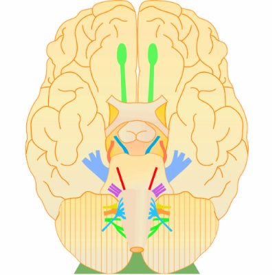base of brain picture acrylic cut out by eterietten