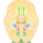 base of brain picture photo sculptures