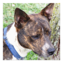 basenji-1.jpg invites