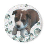 Basenji Puppy  Magnet