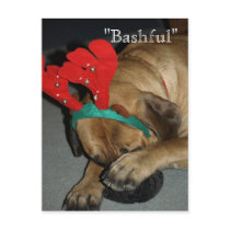 "Bashful"-Christmas English Mastiff dog postcard