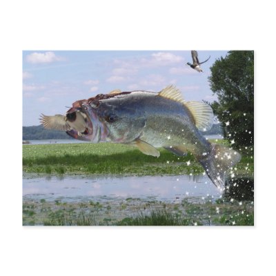 Bass gag pic postcards by bigfishead