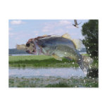 Bass gag pic postcards