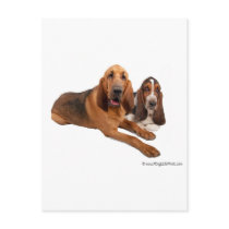 Basset and Bloodhound Buddies Post Card