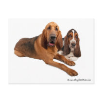 Basset and Bloodhound Buddies Post Card