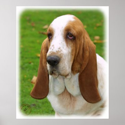 Basset Hound 8K92D-07_2 Print by TraffordPhotos