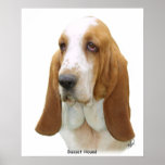 Basset Hound 8K92D-07 Posters