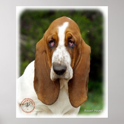 Basset Hound 9L9D-05_2 Print by TraffordPhotos