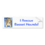 Basset Hound
