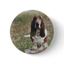 Basset Hound Buttons