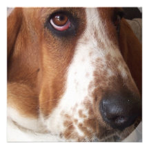 Basset Hound Dog Invitation