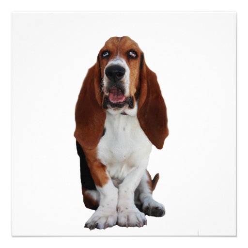 Basset Hound Dog Invitation