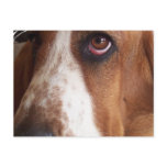 Basset Hound Dog Postcard