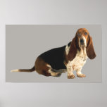 Basset Hound Fun Loving Print