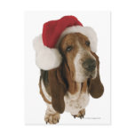 Basset hound in Santa hat Postcard