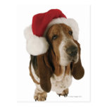 Basset hound in Santa hat Postcard