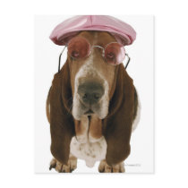 Basset hound in sunglasses and cap postcards