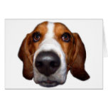 Basset Hound In your face Cards