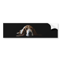 Basset Hound lying down