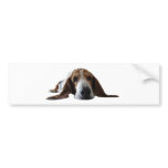 Basset Hound lying down