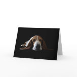 Basset Hound lying down
