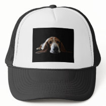 Basset Hound lying down