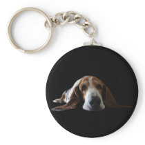Basset Hound lying down