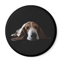 Basset Hound lying down
