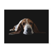 Basset Hound lying down