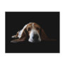 Basset Hound lying down Postcards