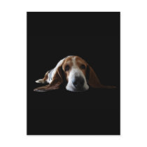 Basset Hound lying down