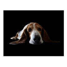 Basset Hound lying down Postcards