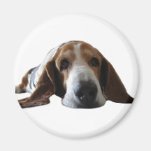 Basset Hound lying down Refrigerator Magnets