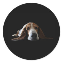 Basset Hound lying down