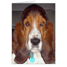 Basset Hound Note Card