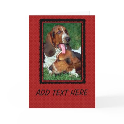 Basset Hound Photograph by ironydesignphotos