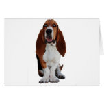 Basset Hound Picture Greeting Card