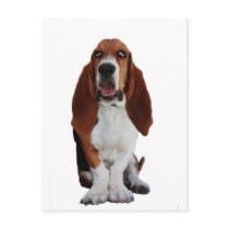 Basset Hound Picture Postcard