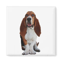 Basset Hound Picture Square Magnet