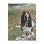 Basset Hound postcards