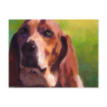 Basset hound post cards
