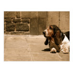 Basset Hound Postcards